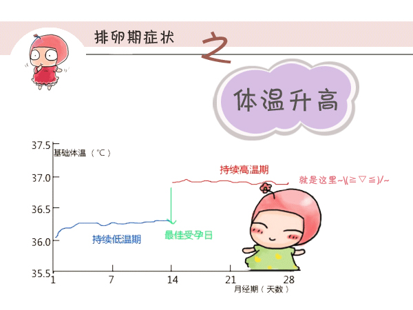 排卵期体温升高